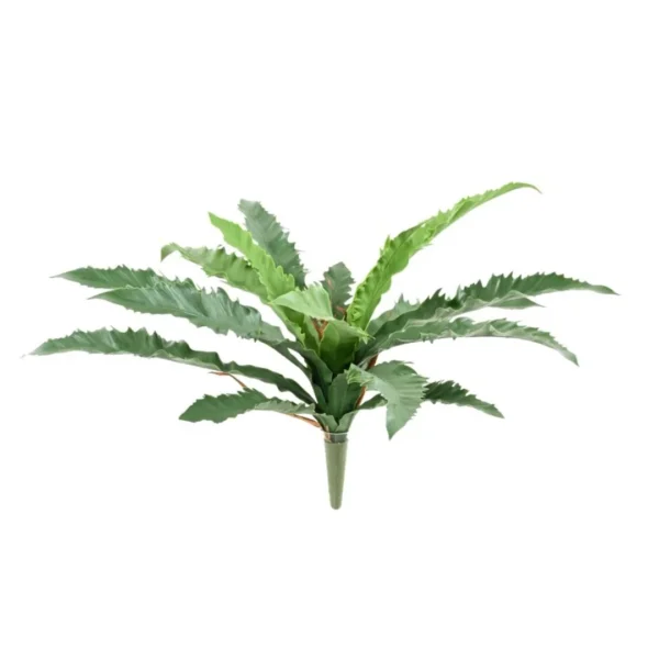 Asplenium Dakila na Piku UV 35 cm