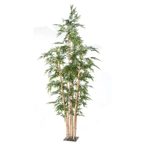 Bambus Giant 400 cm