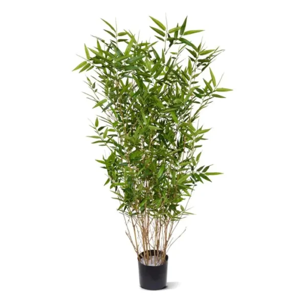 Bambus Orientalny 100 cm