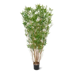 Bambus Orientalny 160 cm