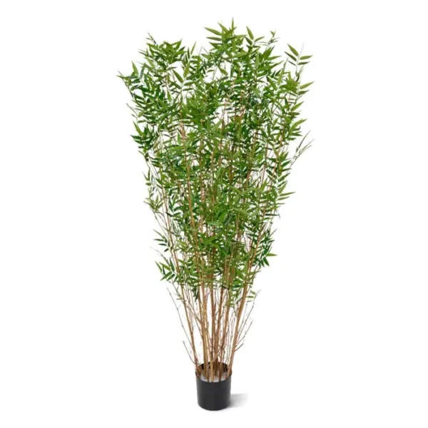 Bambus Orientalny 160 cm