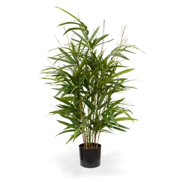 Bambus Royal 70 cm