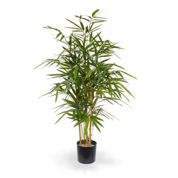 Bambus Royal 90 cm
