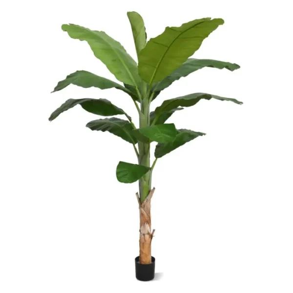 Bananowiec Royal 210 cm