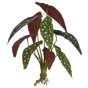 Begonia-Maculata-na-Piku-35-cm.webp Begonia Maculata na Piku 35 cm