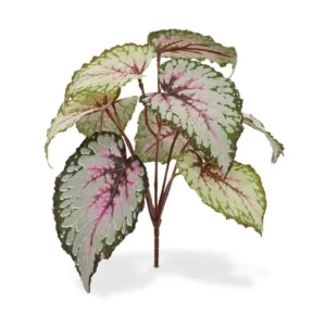 Begonia-na-Piku-25-cm.webp Begonia na Piku 25 cm