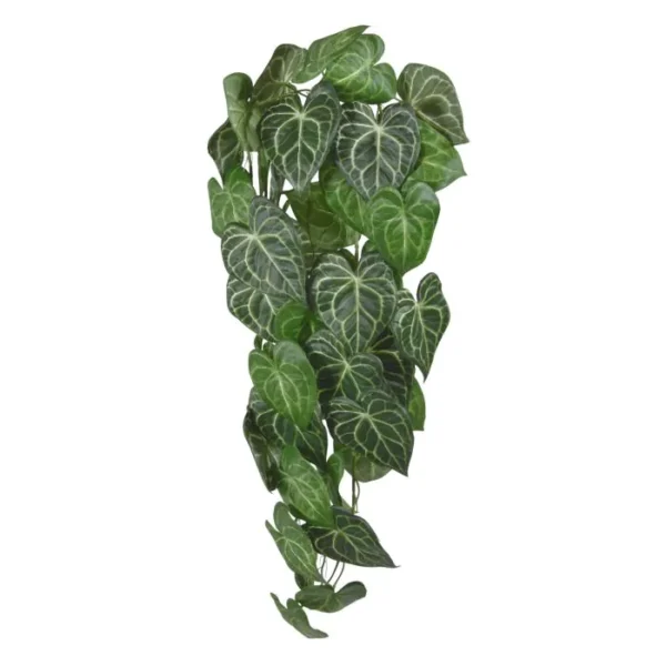 Anturium Clarinervium 80 cm