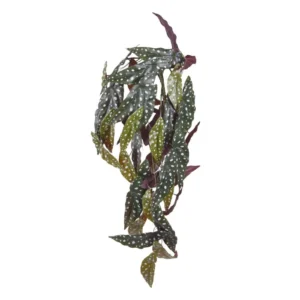 Bluszcz-Begonia-Maculata-80-cm.webp Bluszcz Begonia Maculata 80 cm