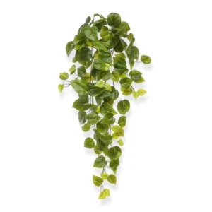 Bluszcz-Filodendron-60-cm.webp Bluszcz Filodendron 60 cm