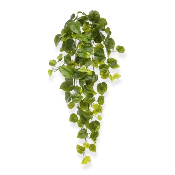 Bluszcz Filodendron 60 cm