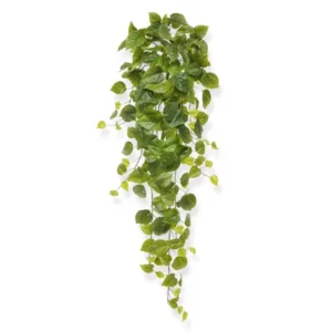 Bluszcz-Filodendron-80-cm.webp Bluszcz Filodendron 80 cm