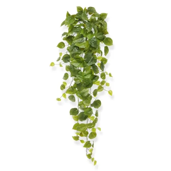 Bluszcz Filodendron 80 cm