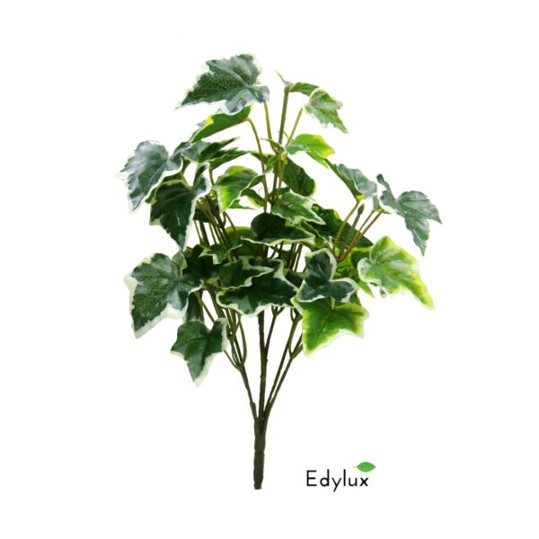 Bluszcz Hedera Zielony na Piku 35 cm