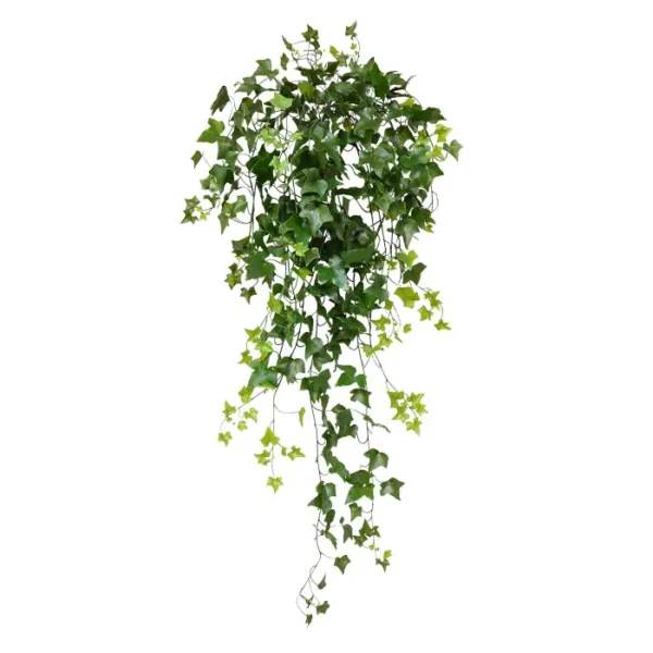 Bluszcz Hedera UV 100 cm