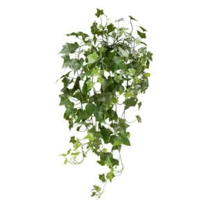 Bluszcz-Hedera-UV-60-cm.webp Bluszcz Hedera UV 60 cm