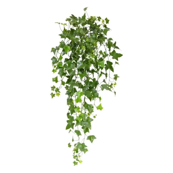Bluszcz Hedera UV 80 cm