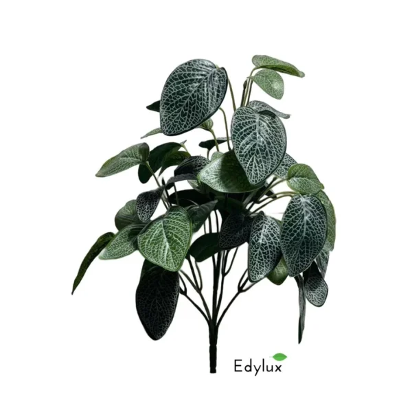 Fitonia na Piku 34 cm