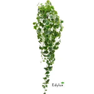 Bluszcz-Hedera-Zmurszaly-100-cm-EX10020.webp Bluszcz Hedera Zmurszały 100 cm