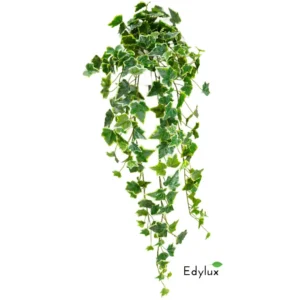 Bluszcz-Hedera-Zmurszaly-70-cm-EX1018.webp Bluszcz Hedera Zmurszały 70 cm
