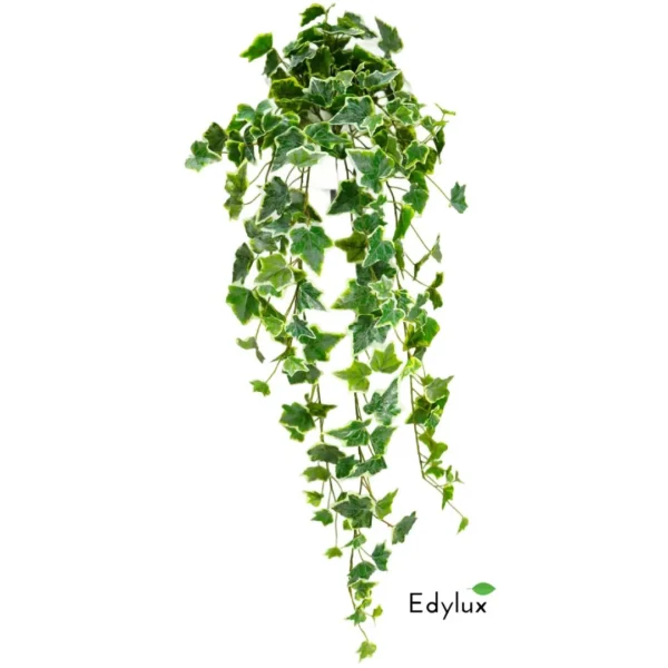 Bluszcz Hedera Zmurszały 70 cm