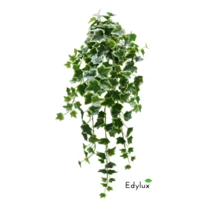 Bluszcz-Hedera-Zmurszaly-85-cm-EX1019.webp Bluszcz Hedera Zmurszały 85 cm