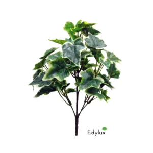 Bluszcz-Hedera-Zmurszaly-na-Piku-35-cm-EX1016.webp Bluszcz Hedera Zmurszały na Piku 35 cm