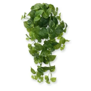 Bluszcz-Scindapsus-80-cm.webp Bluszcz Scindapsus 80 cm