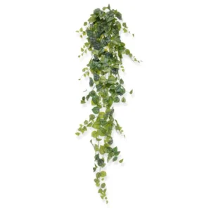 Bluszcz-Scindapsus-Pictus-170-cm.webp Bluszcz Scindapsus Pictus 170 cm