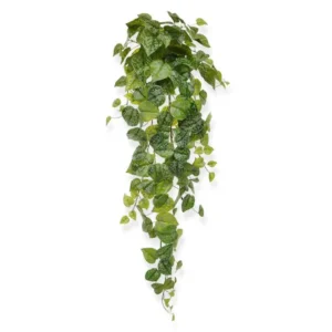 Bluszcz-Scindapsus-Pictus-90-cm.webp Bluszcz Scindapsus Pictus 90 cm