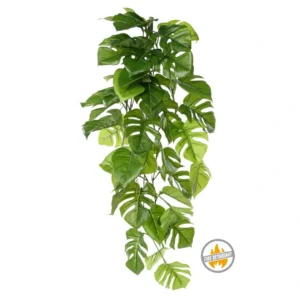 Bluszcz Monstera 120 cm - Produkt Trudnopalny FR
