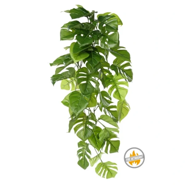 Bluszcz Monstera 120 cm - Produkt Trudnopalny FR