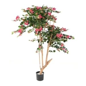 Bugenwilla Fuksja 160 cm