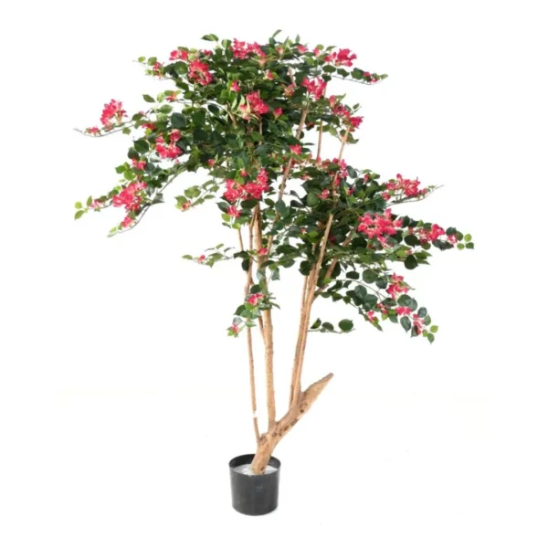 Bugenwilla Fuksja 160 cm