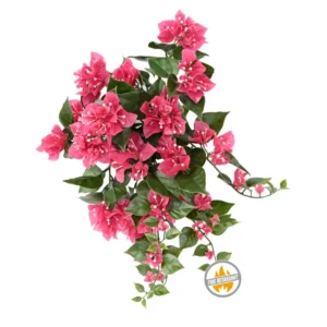 Bugenwilla na Piku 40 cm - Produkt Trudnopalny FR