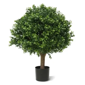 Bukszpan Luksusowy - Kula na Pniu UV 40 cm