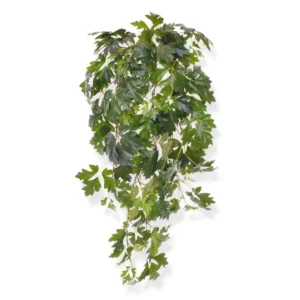 Cisus-Luksusowy-80-cm.webp Bluszcz Cissus Luksusowy 80 cm