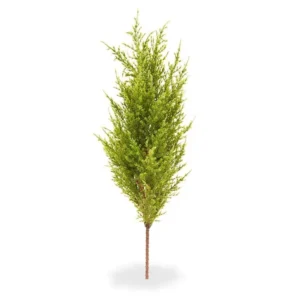 Cyprys-Cytrynowy-na-Piku-56-cm.webp Cyprys Cytrynowy na Piku 56 cm