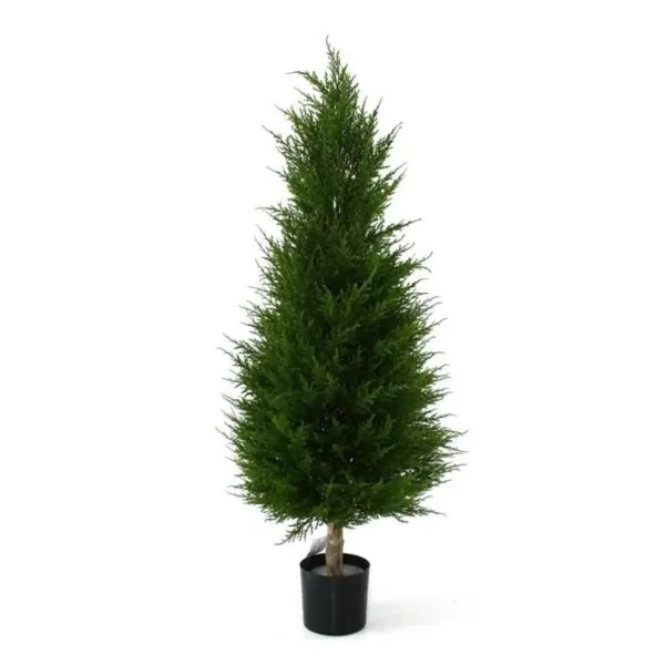 Cyprys Luksusowy 100 cm