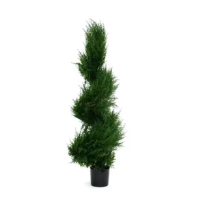 Cyprys Luksusowy - Spirala 100 cm