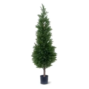 Cyprys Luksusowy - Wieża UV 120 cm