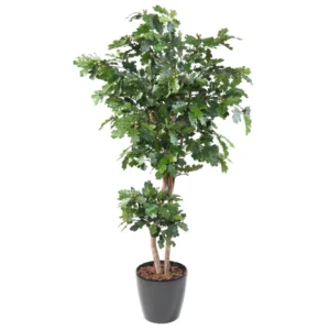 Dąb 180 cm