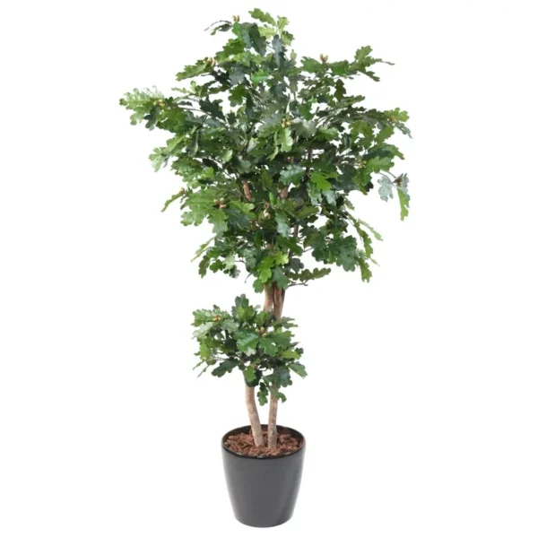 Dąb 180 cm