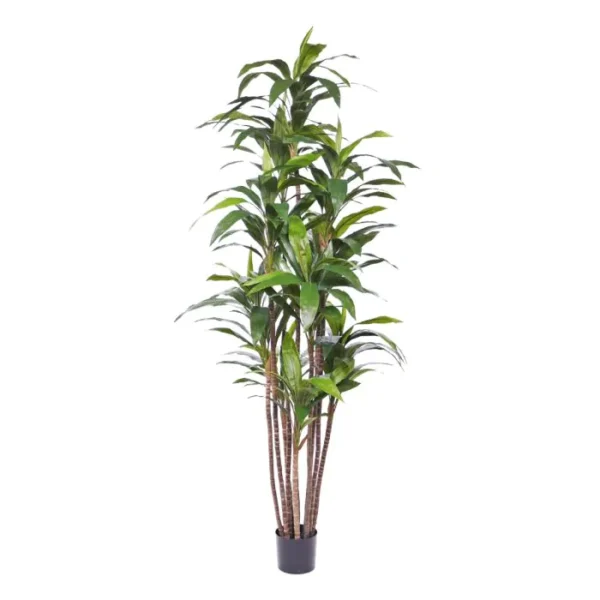 Dracena Luksusowa Fragrans - 210 cm