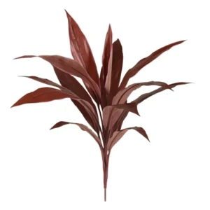 Dracena-Czerwona-na-Piku-60-cm.webp Dracena Czerwona na Piku 60 cm