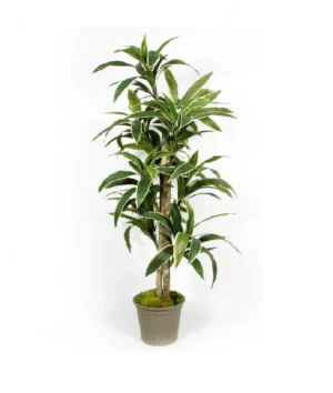 Dracena Italiano UV 200 cm