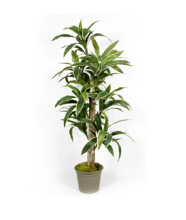 Dracena Italiano UV 200 cm