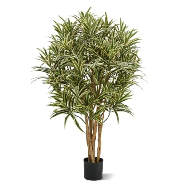 Dracena Reflexa 100 cm