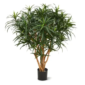 Dracena Reflexa Anita 120 cm