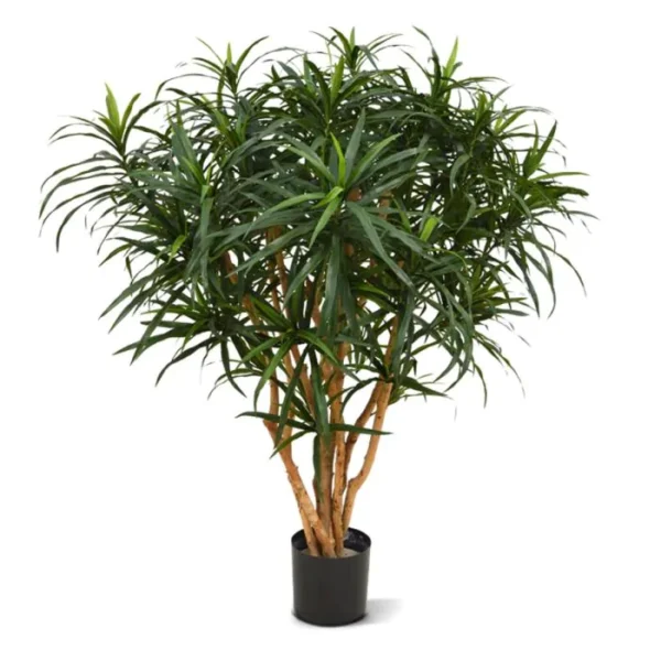 Dracena Reflexa Anita 120 cm
