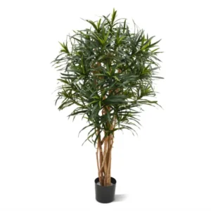 Dracena Reflexa Anita 145 cm